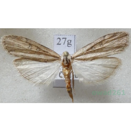 Lamoria anella (Denis & Schiffermüller, 1775) Greece27g